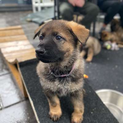 Hundetreffen-Welpengruppe - Sonntags 13 Uhr-Bild