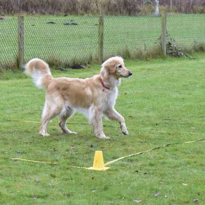 Hundetreffen-Obedience | Unterordnung-Bild