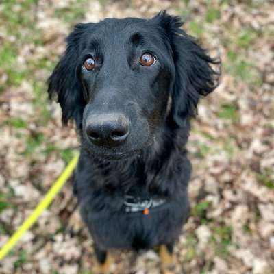 Hundetreffen-Junghundegruppe - Sonntags 13 Uhr-Bild