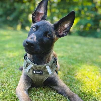 Hundetreffen-Welpentreff (Sonntags)-Bild