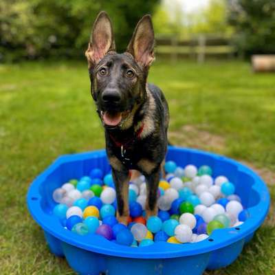 Hundetreffen-Junghundegruppe (Sonntags)-Bild
