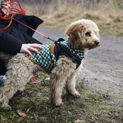 Hundetreffen-Welpen-/Junghundtreffen in Gütersloh-Bild