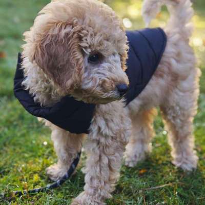 Hundetreffen-Welpen-/Junghundtreffen in Gütersloh-Bild