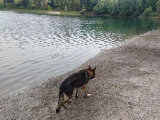 Alles rund um den Schäferhund, diskutieren erwünscht.-Beitrag-Bild