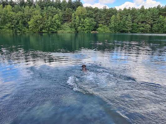 Hundeauslaufgebiet-Der Waldsee in Obenstrohe-Bild