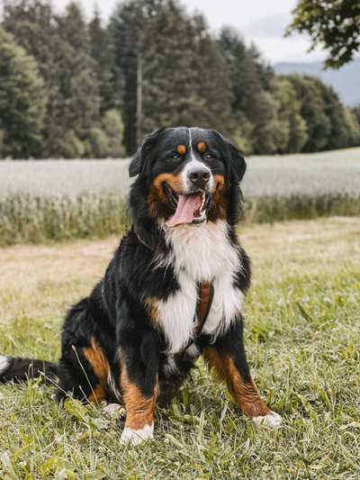 Berner Sennen-Beitrag-Bild