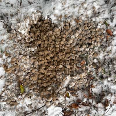 Giftköder-Vorsicht Pellets am Wegesrand-Bild