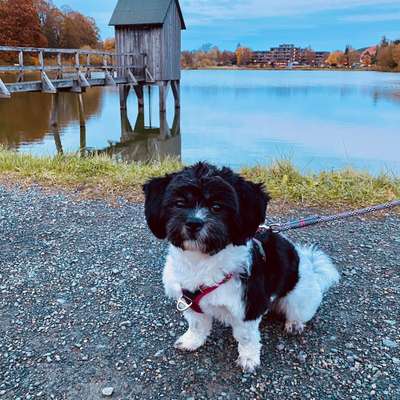 Hundetreffen-Hunde-Treffen-Bild