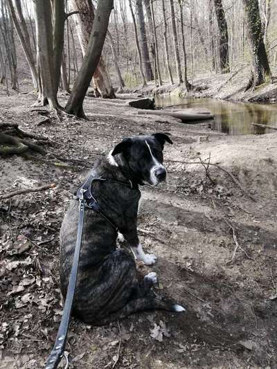 Sozialisation von großen und kleinen Hunden-Beitrag-Bild