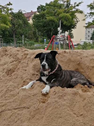 Herdenschutzhunde und Herdi-Mixe-Beitrag-Bild