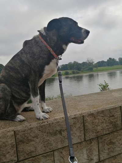 Herdenschutzhunde und Herdi-Mixe-Beitrag-Bild