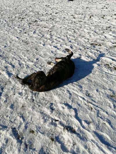 Herdenschutzhunde und Herdi-Mixe-Beitrag-Bild