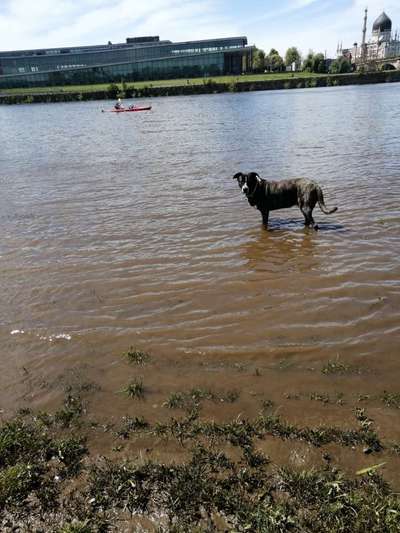 Herdenschutzhund-Beitrag-Bild