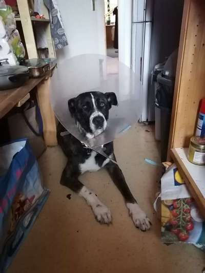 Herdenschutzhunde und Herdi-Mixe-Beitrag-Bild