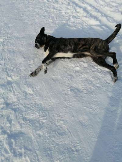 Die Dogorama Wochen Challenge: “Dein Hund im Urlaub”-Beitrag-Bild