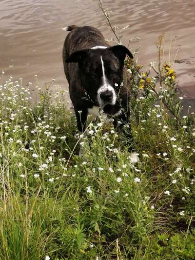 Herdenschutzhunde und Herdi-Mixe-Beitrag-Bild