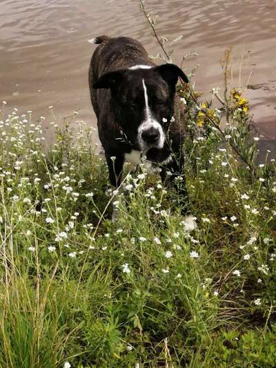 Herdenschutzhunde und Herdi-Mixe-Beitrag-Bild