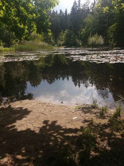 Die wunderschöne Welt mit Hund.-Beitrag-Bild