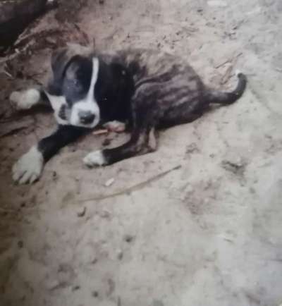 Herdenschutzhunde und Herdi-Mixe-Beitrag-Bild