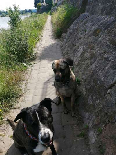 Die Dogorama Wochen Challenge "Friends will be Friends"-Beitrag-Bild