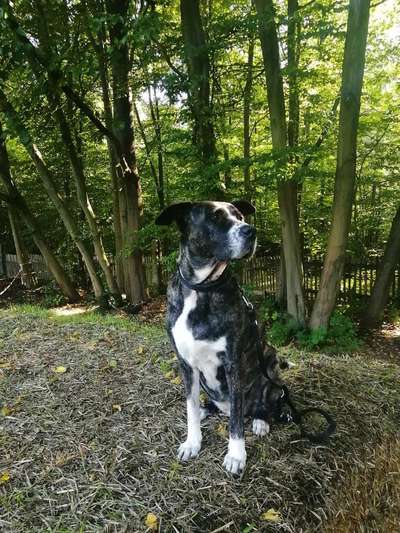 Reinrassige Hunde?-Beitrag-Bild