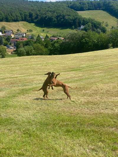 Hundetreffen-Rhodesian Ridgeback Treff Nürnberg-Bild