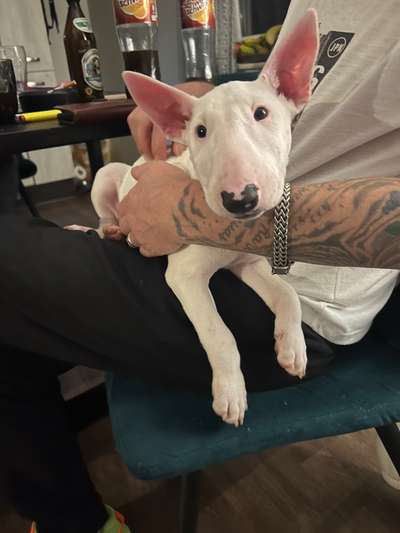 Miniatur Bull Terrier-Beitrag-Bild