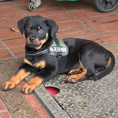 Hundetreffen-Welpen treffen in Bremerhaven-Bild