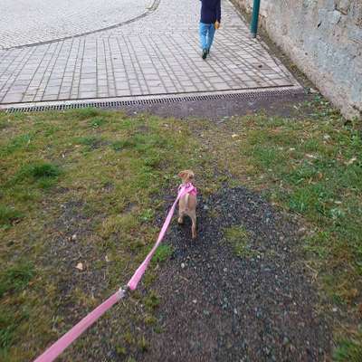 Hundetreffen-Gassirunde in Bad Tennstedt-Bild