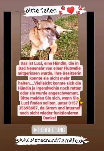 Wer hat Luci gesehen?-Beitrag-Bild