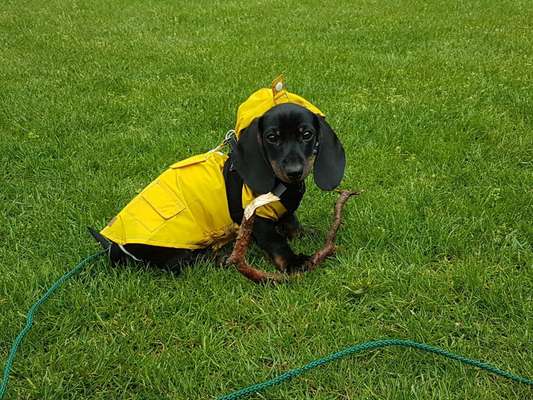 Hund im Regen☔🌬️🌧️-Beitrag-Bild