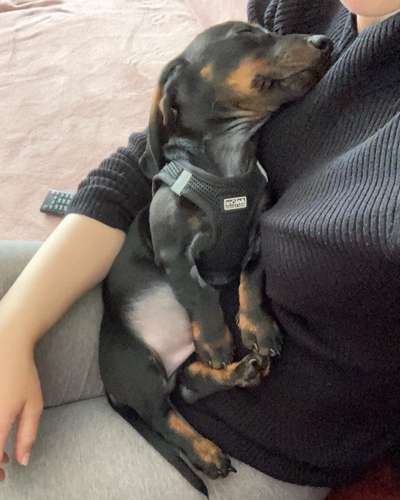 Welpen Bilder !-Beitrag-Bild