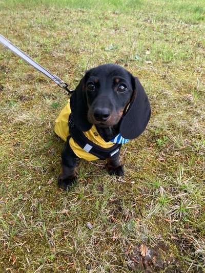 Welpen Bilder !-Beitrag-Bild