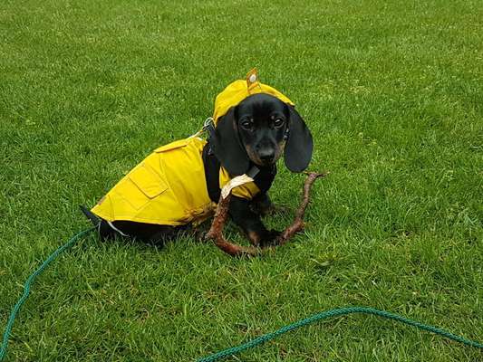 Dogorama-Monats-Challenge-Mai "Wasser"-Beitrag-Bild