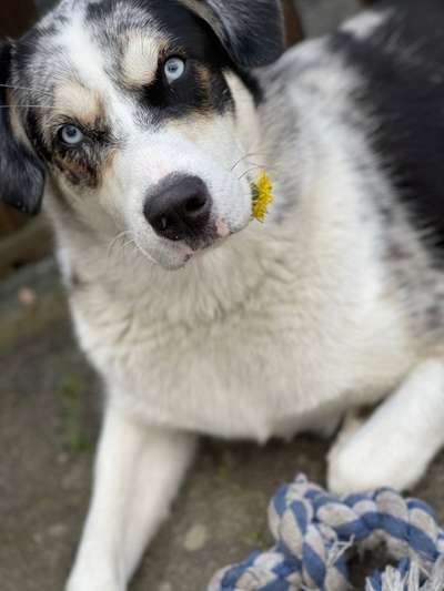 Hundetreffen-Spiele treffen-Bild