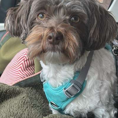 Hundetreffen-Laufen und spielen-Bild