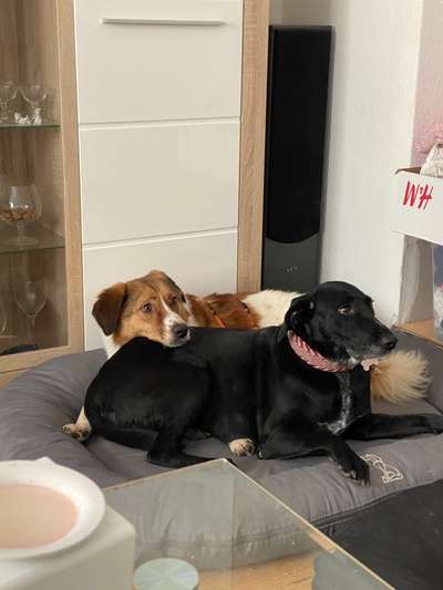 Die Dogorama Wochen Challenge "Friends will be Friends"-Beitrag-Bild