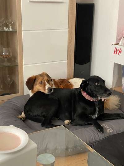 Die Dogorama Wochen Challenge "Friends will be Friends"-Beitrag-Bild