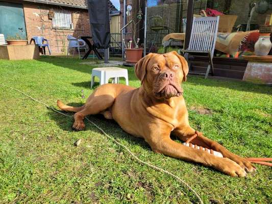 Bordeaux Dogge-Beitrag-Bild