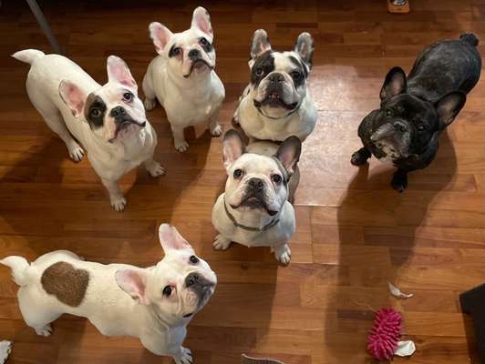 Französische Bulldoggen-Beitrag-Bild