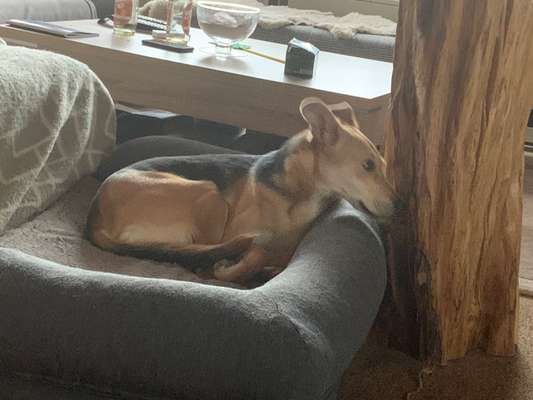 TierschutzhundeStammtisch🐕-Beitrag-Bild