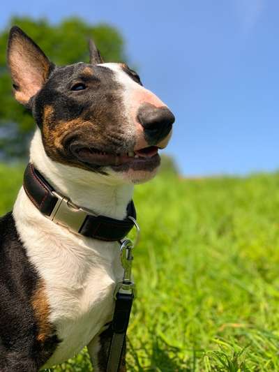 Miniatur Bull Terrier-Beitrag-Bild