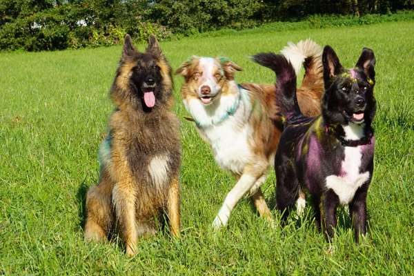 Dogorama Photo Challenge - Die besten Hundebuddys-Beitrag-Bild