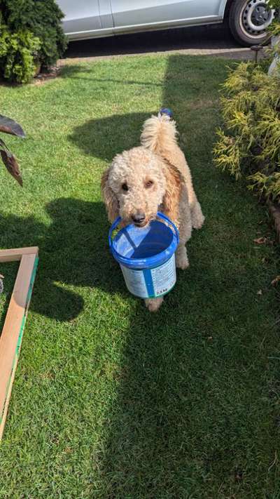 Hundetreffen-Spielrunde in Fredersdorf-Bild