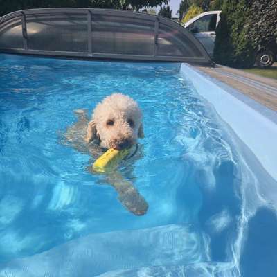 Hundetreffen-Spielrunde in Fredersdorf-Bild