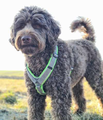 Wie heißt dein Hund?-Beitrag-Bild