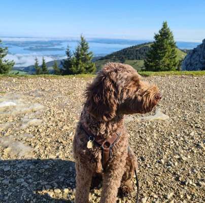 Challenge 41 - Mein Hund im Urlaub-Beitrag-Bild