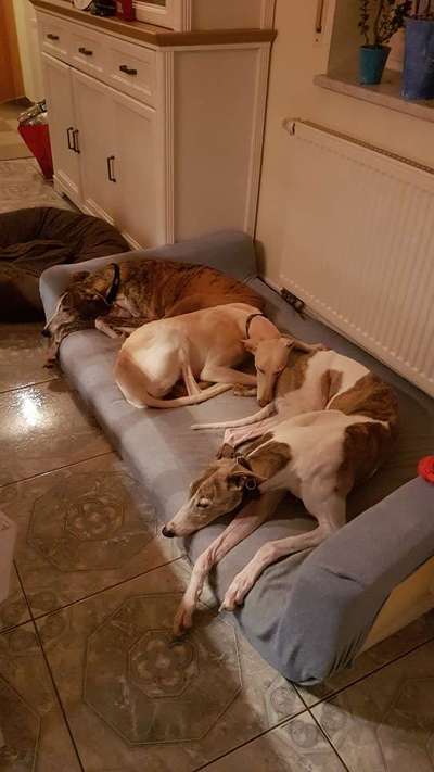 Mehrere Hunde zuhause !-Beitrag-Bild