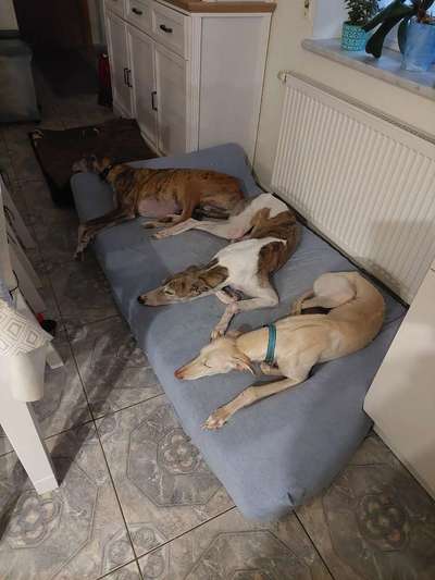 Mehrhundehalter!-Beitrag-Bild