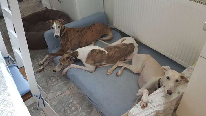 TierschutzhundeStammtisch🐕-Beitrag-Bild